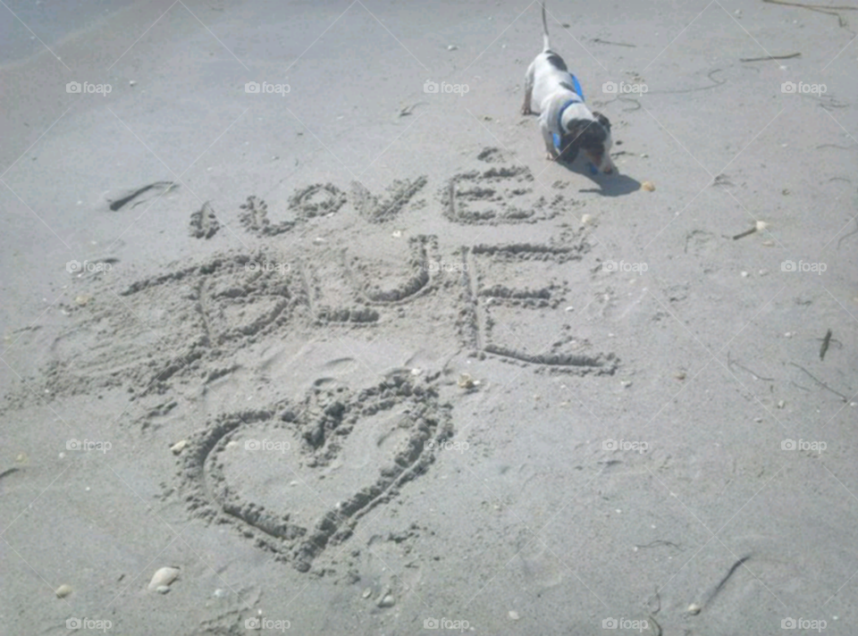 Love . Dog and the sand