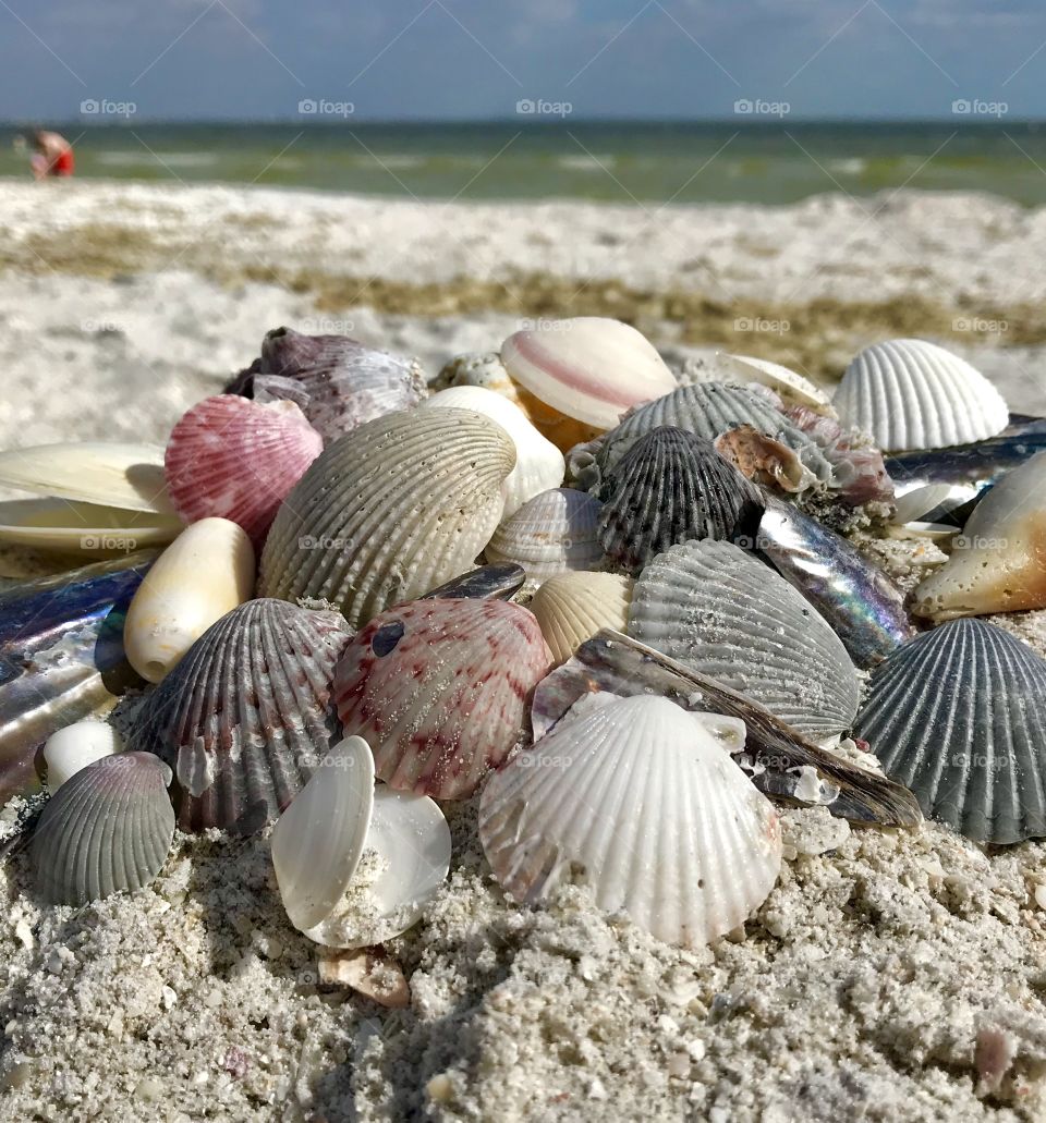 Collection of pretty shells at the beach