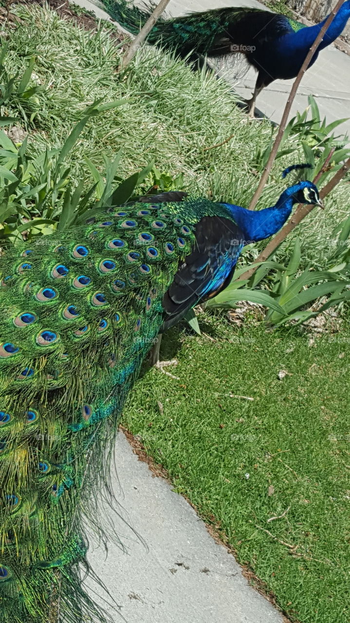 Peacock