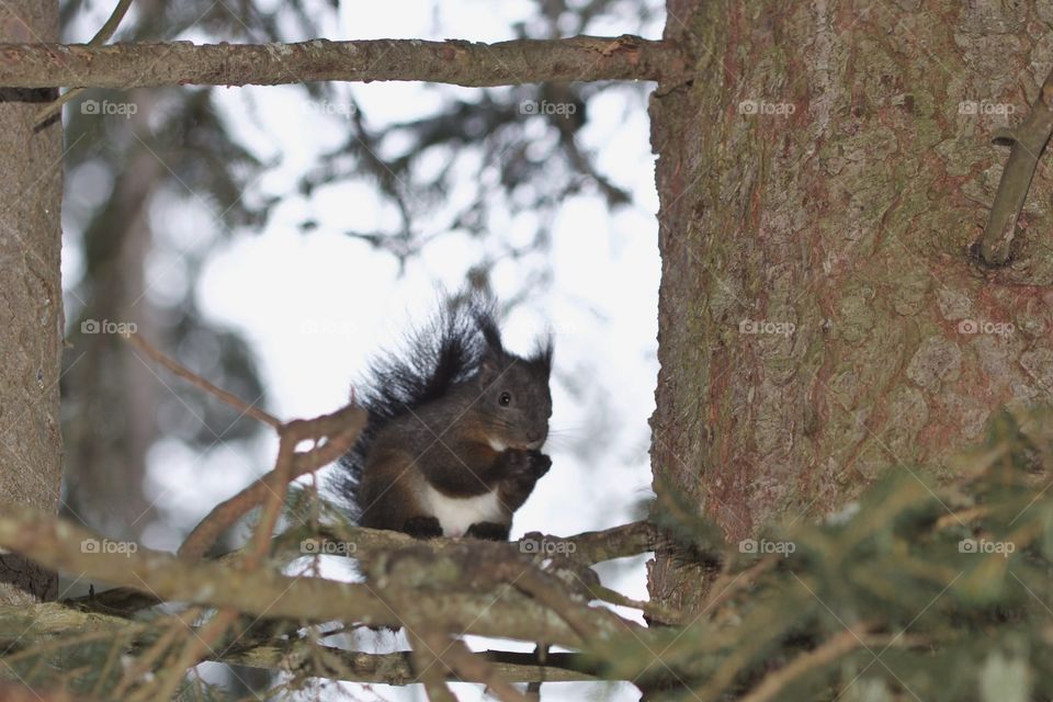 Squirrel sitting on branch