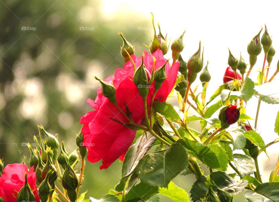 rosebush