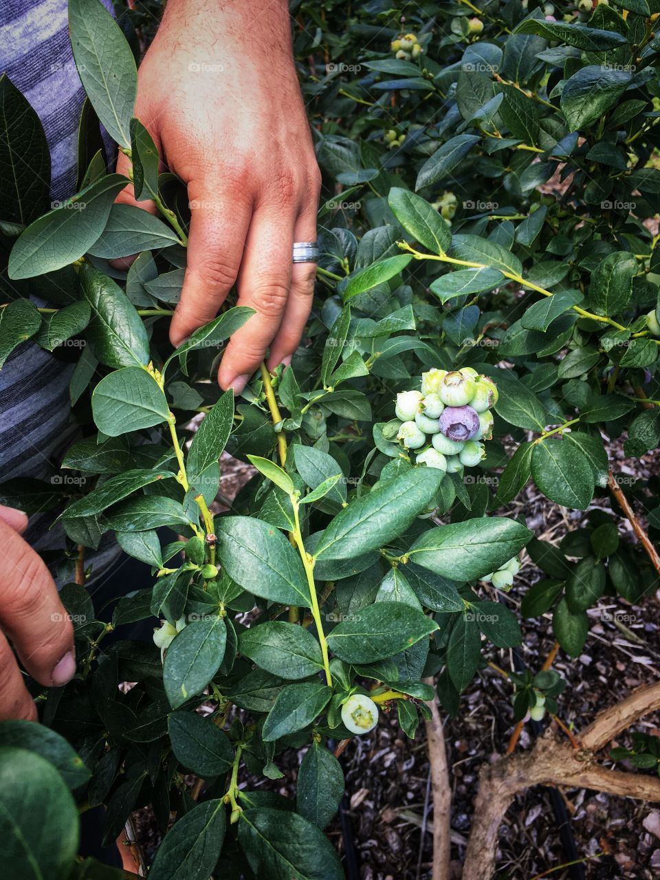 Checking up on blueberry bushes. Not ripe yet! 
