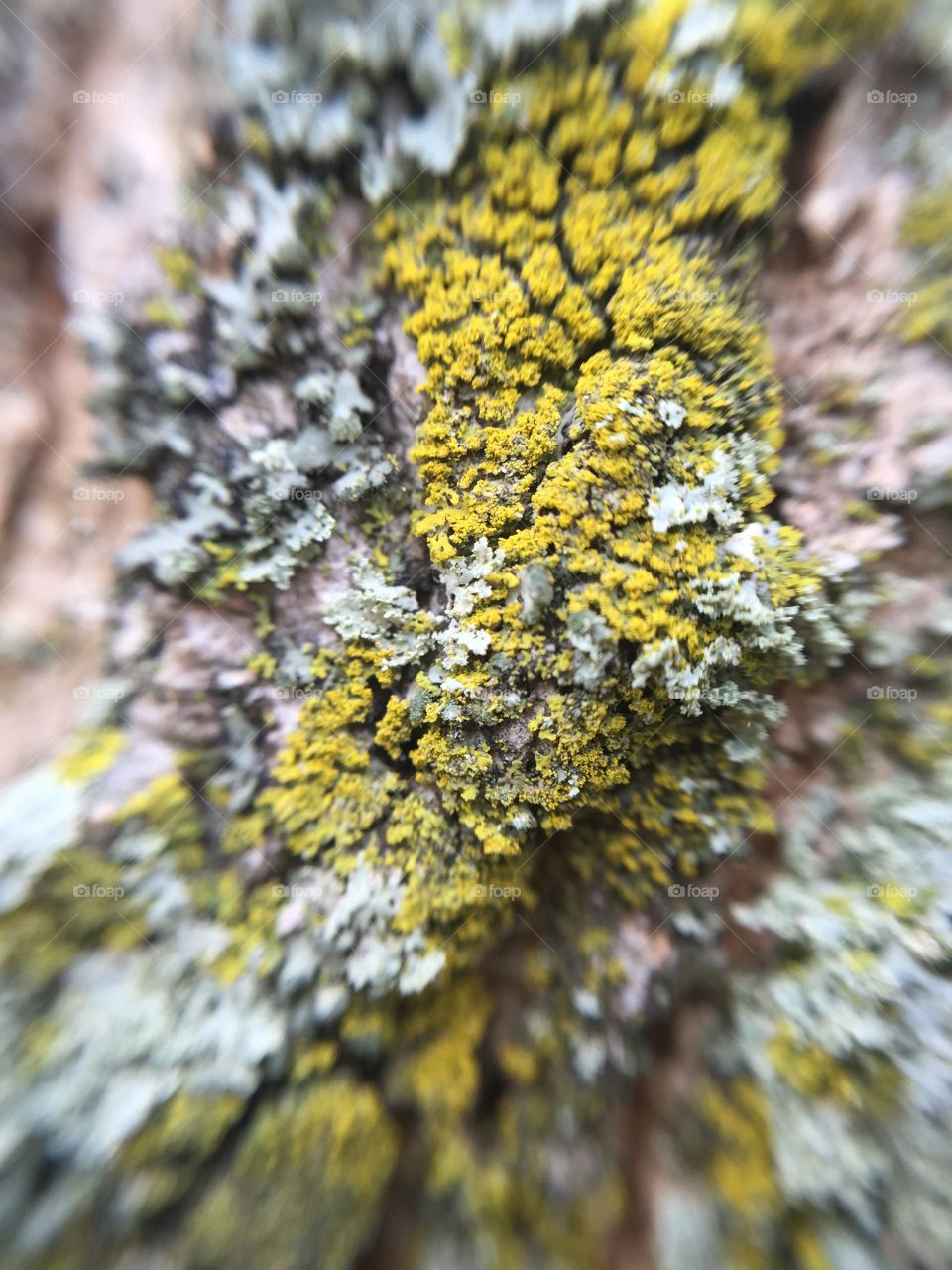 Macro moss and bark texture