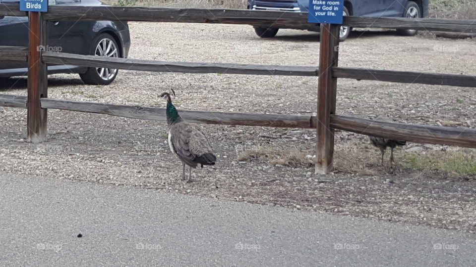 Lonely little peacock