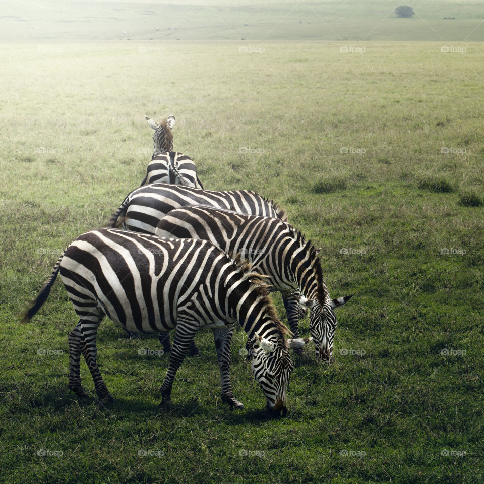 Common Zebra (Equus quagga) Tanzania, Serengeti National Park