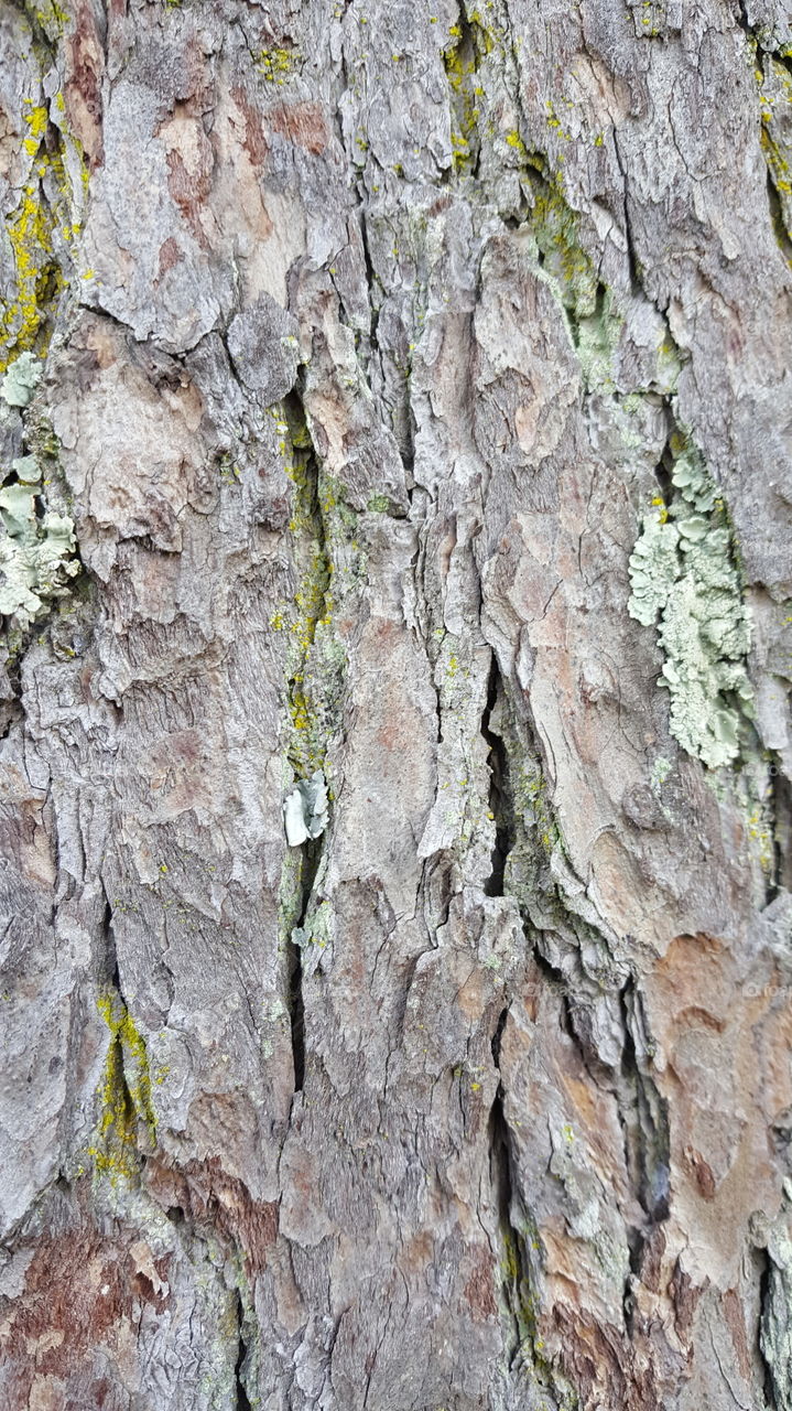 Mould On Wood