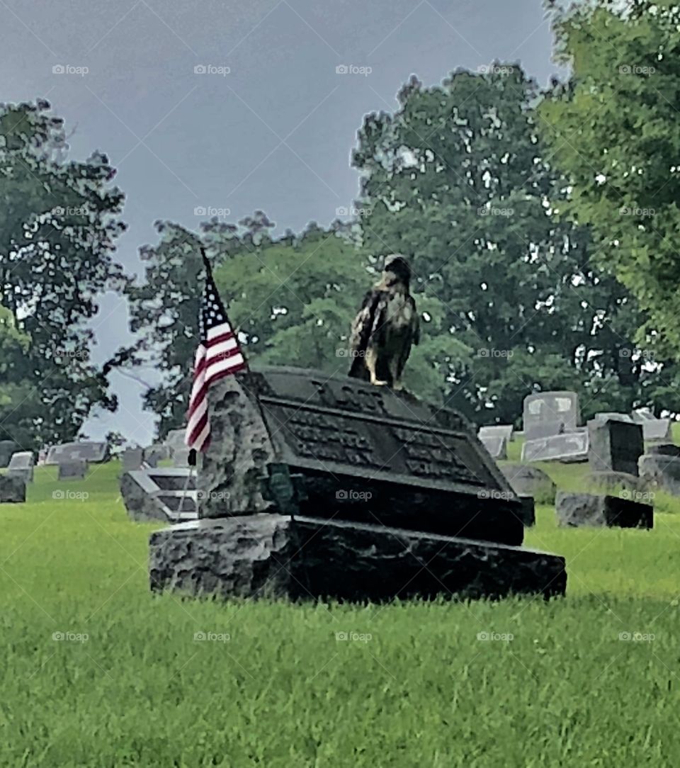 Young bald eagle on fallen soldier’s grave