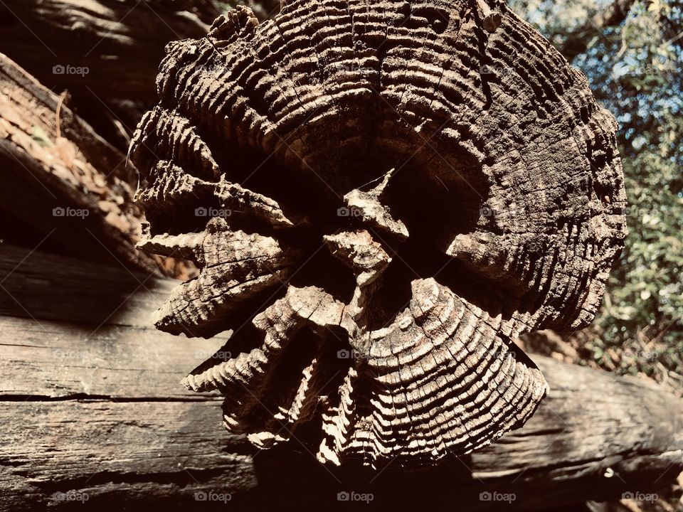 Nature, Tree, Wood, Tree Log, No Person