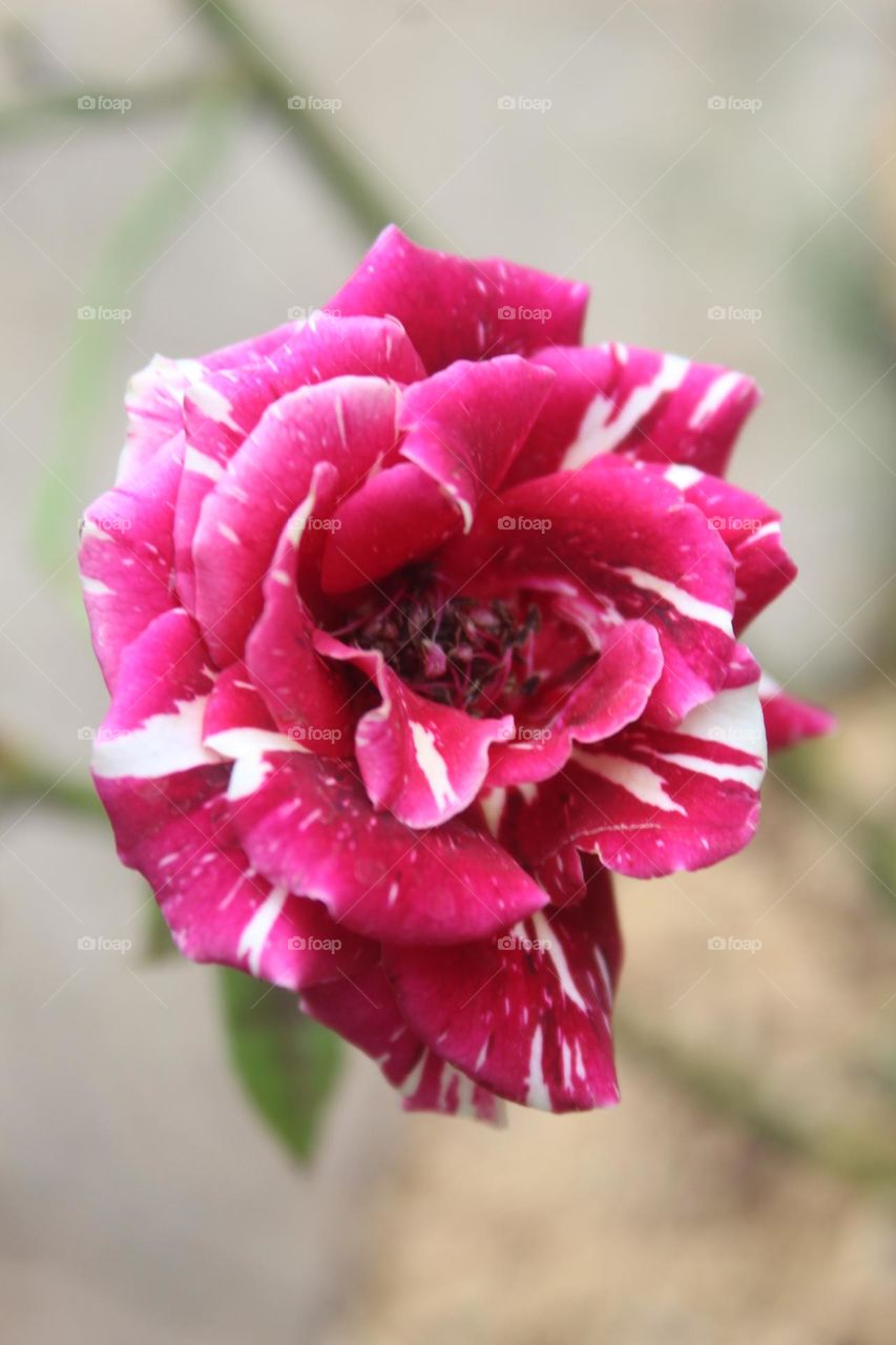 two-colored rose flower close up