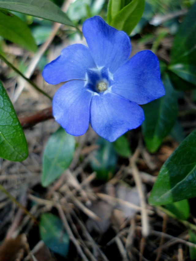 Nature, Flora, Leaf, Garden, Flower