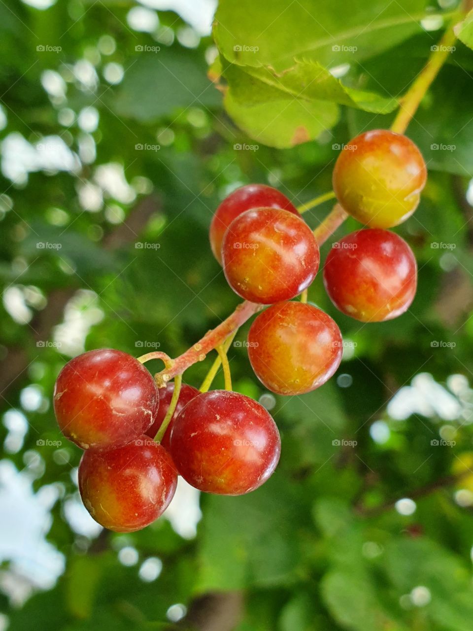 branch with summer berries