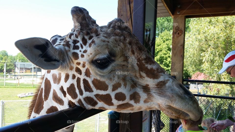 Friendly Giraffe. Feeding the friendly giraffe at the zoo