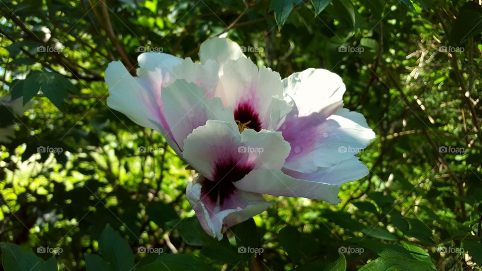 Solliden Castle Garden