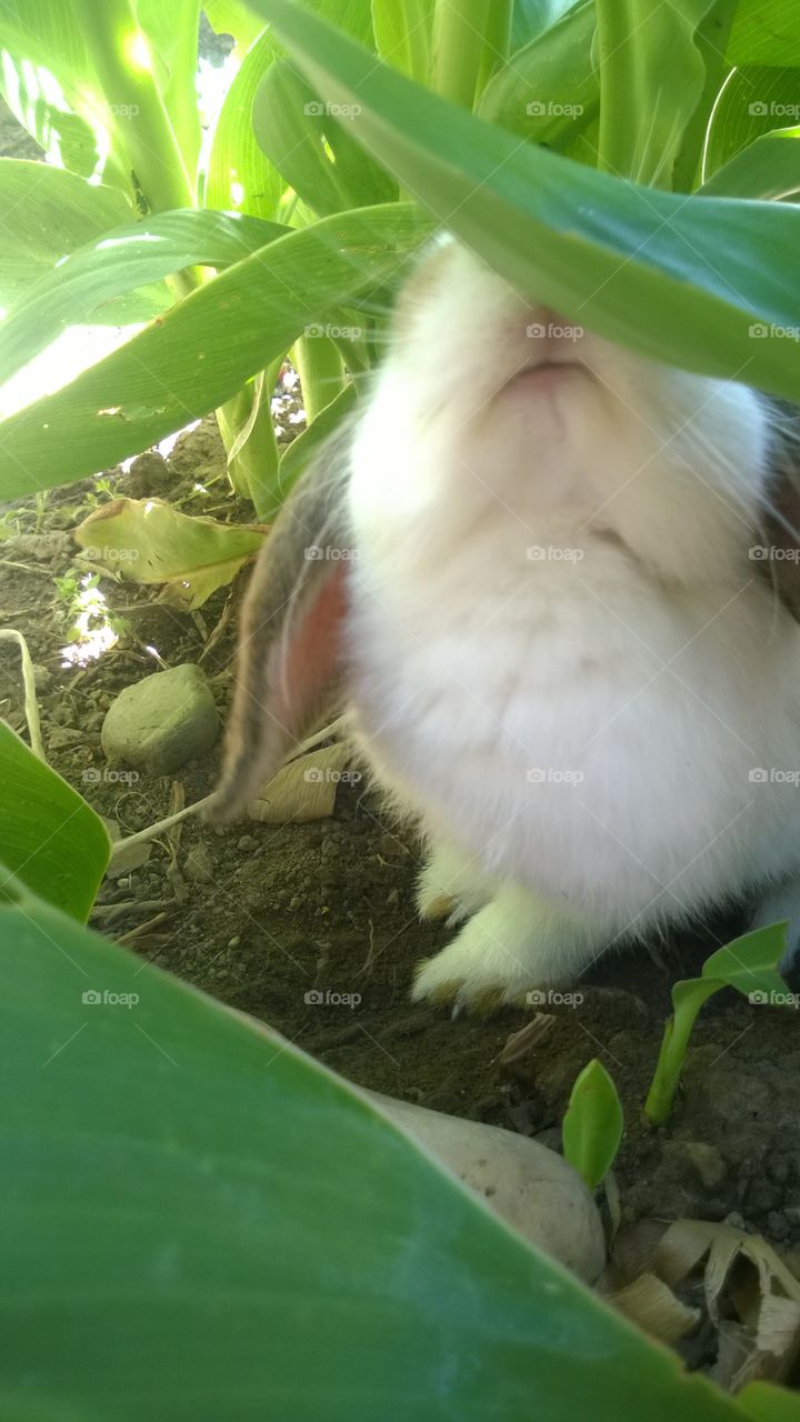 little bunny hopping through the garden, sniffing for something good to eat.
