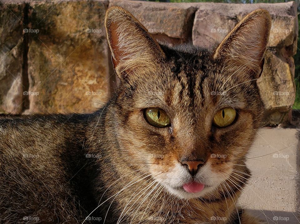 funny face of a tiger striped cat with his eyes crossed and his tongue sticking out