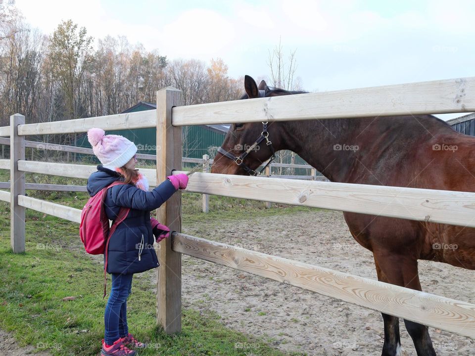 One caucasian little girl feeds hay to a horse in a paddock on an autumn day in the village, close-up side view.