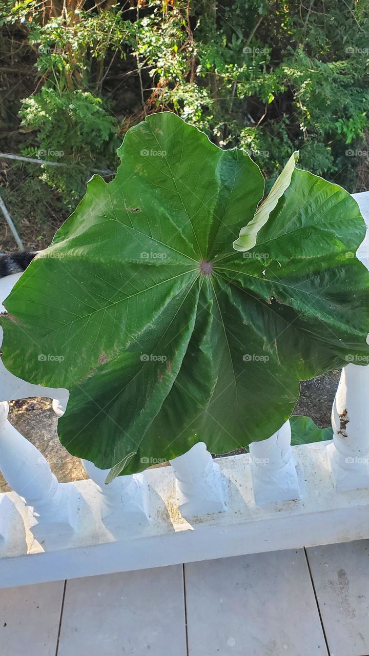Huge leaf