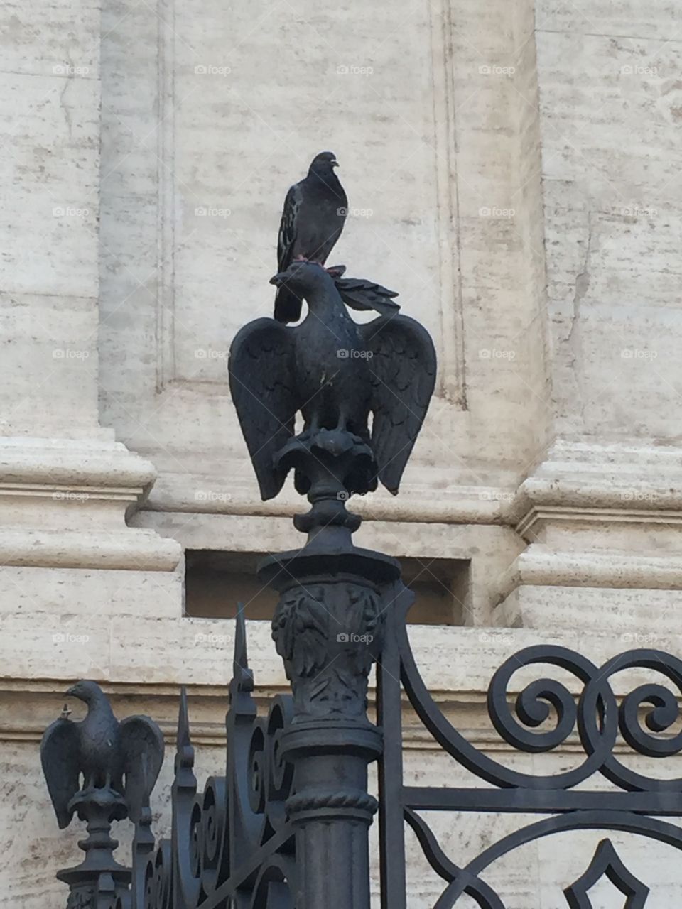The birds of Piazza Novona