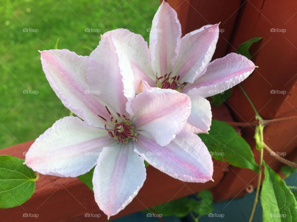 Pink clematis closeup 