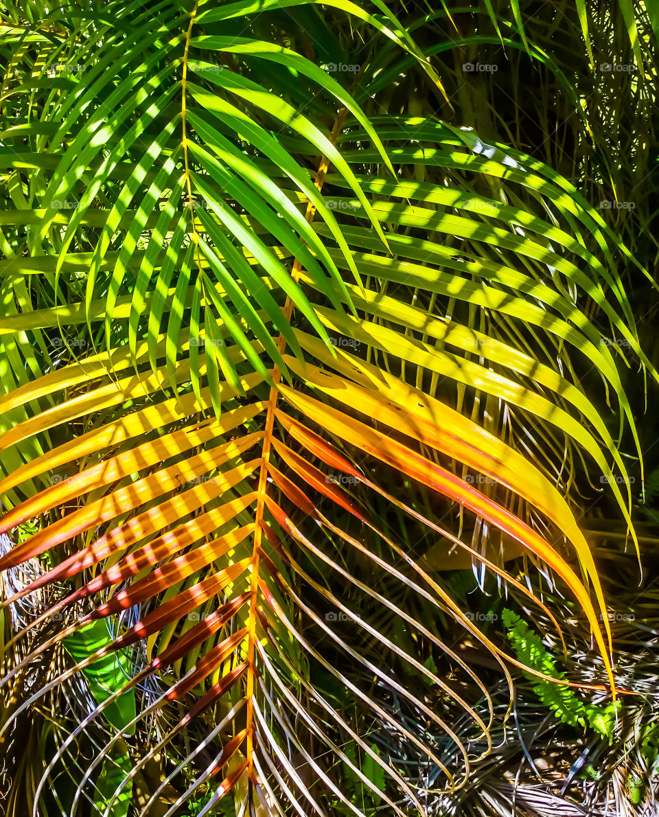 Fall in Hawaii - colorful fronds