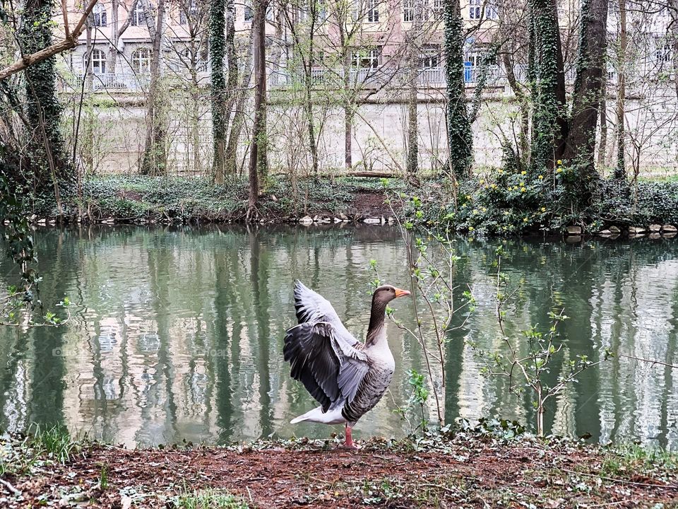 Duck in the city park