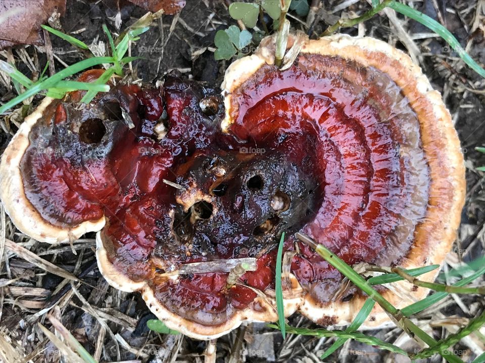 Wet Rainy Fungi fungus 
