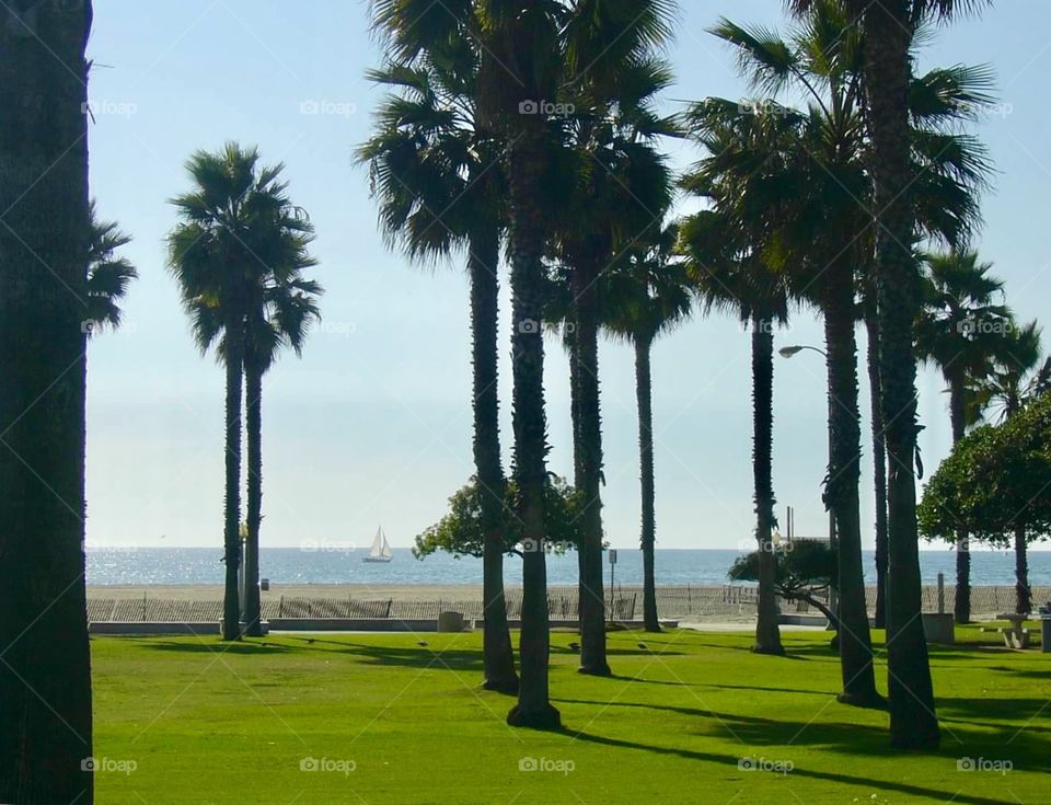 California beach with palm trees