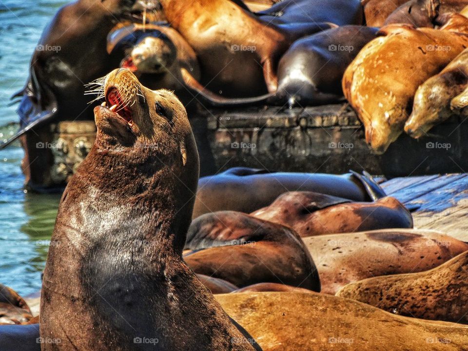 Seals Basking in the Sun