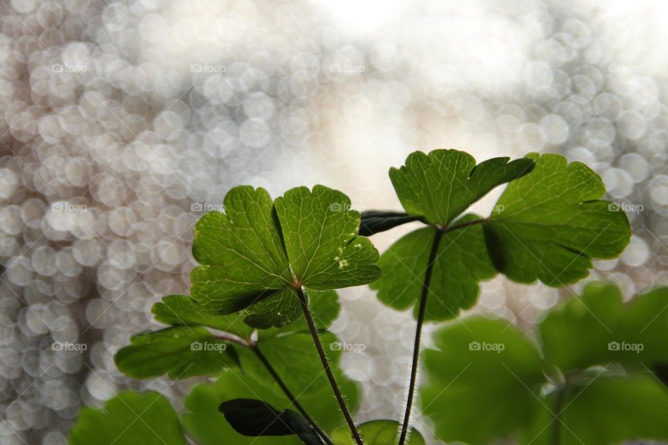 Close-up of green leaves on the window with sparkling background of raindrops