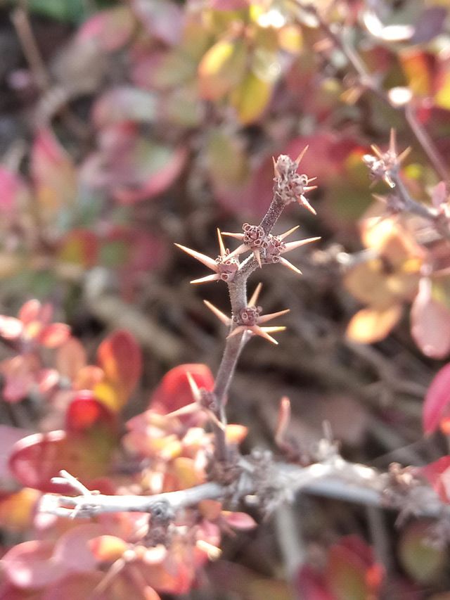 Plants