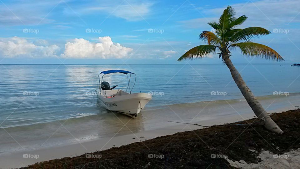 Palm tree in front of the Caribbean Sea - Mexico, Sian ka'an