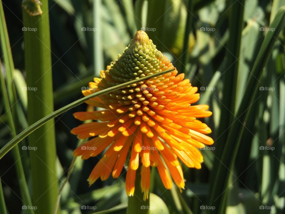 Kniphofia blooming in garden
