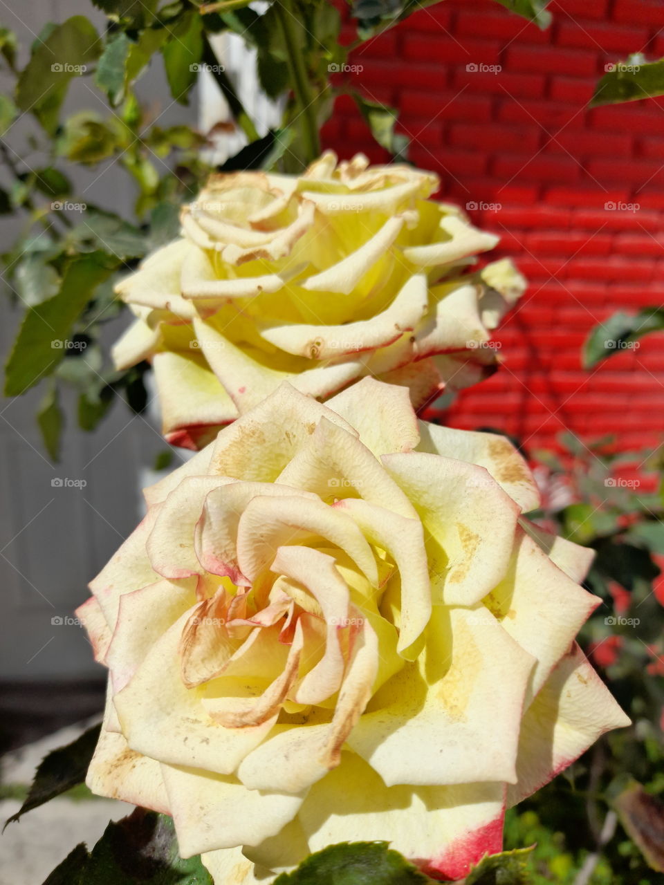 Two white roses