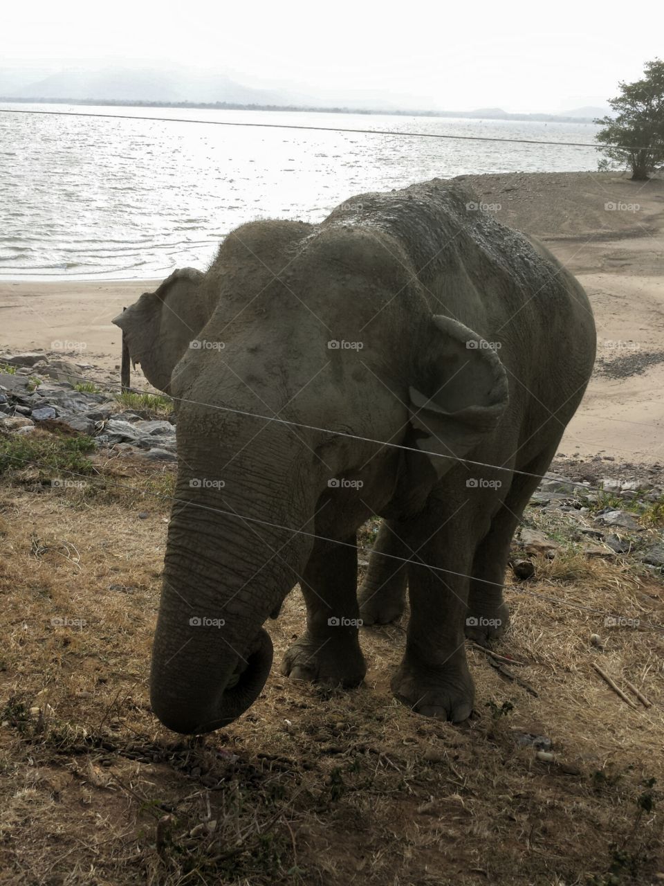 Wild Elephant near the main road swimming the lake, looking for food... Udawalava national park Sri Lanka.