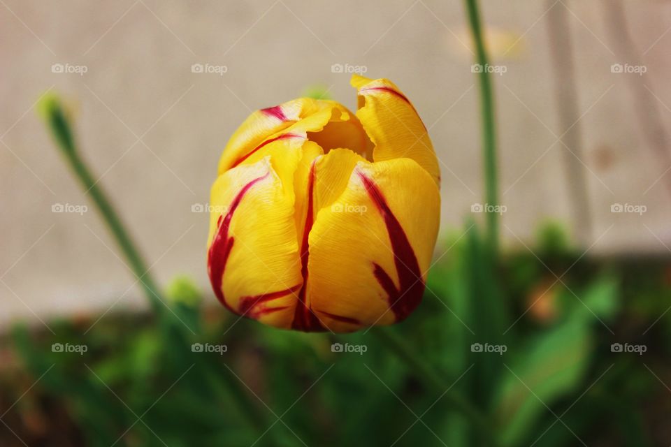 Close-up of tulip bud