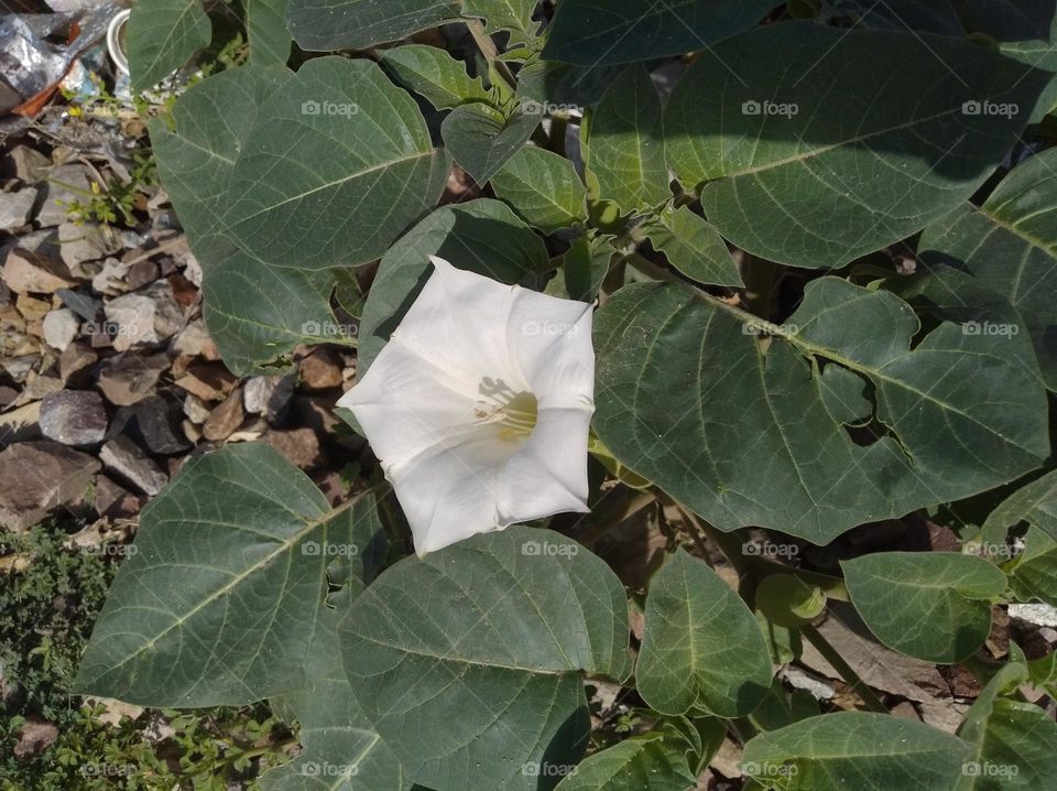 the datura flower seasonal fresh looks very beautiful generally found everywhere very poisonous species