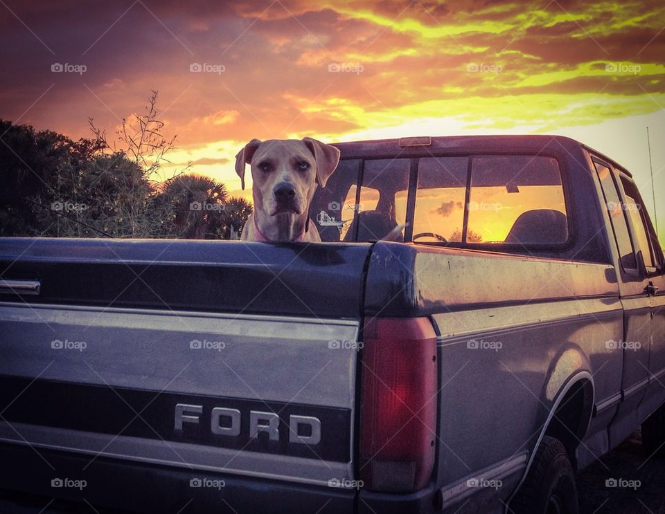 Ford pup