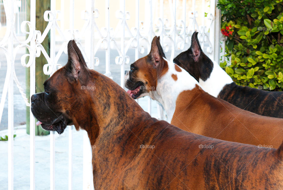 Dogs behind the iron gate