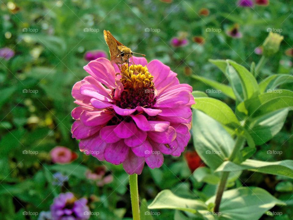 A Zinnia flower with a moth, I think, in the late summer!!