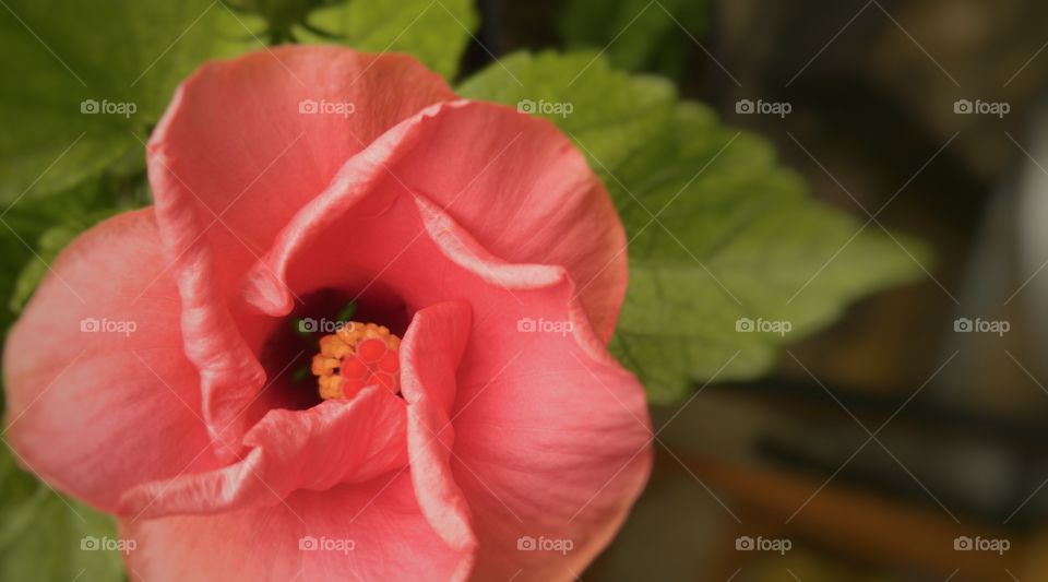 opening hibiscus flower