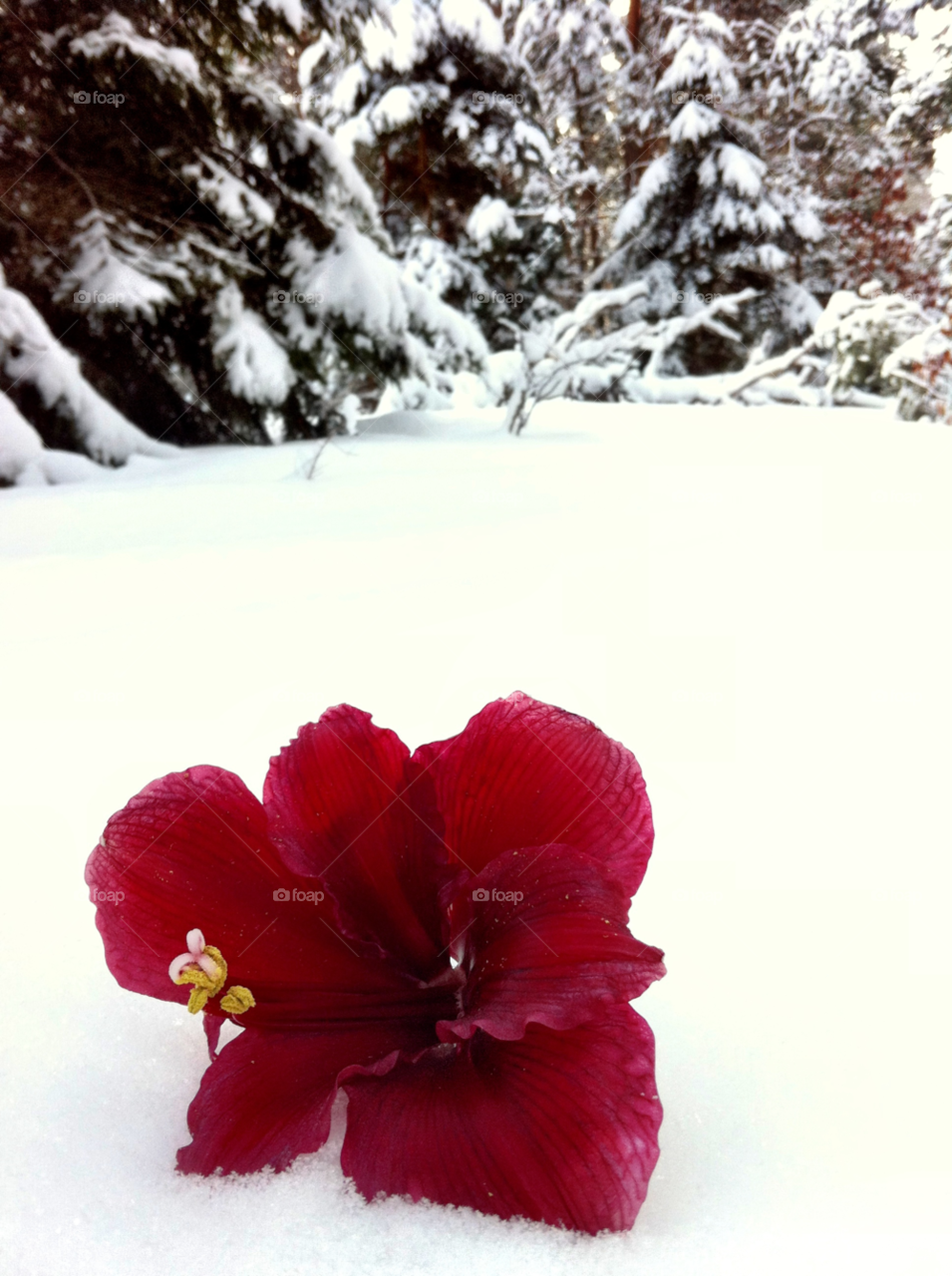 snow winter flower red by serenitykennedy