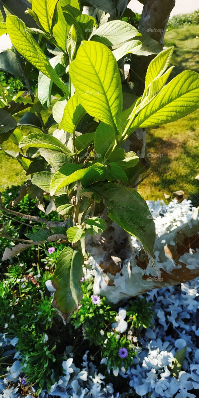 Decorative trees from my garden