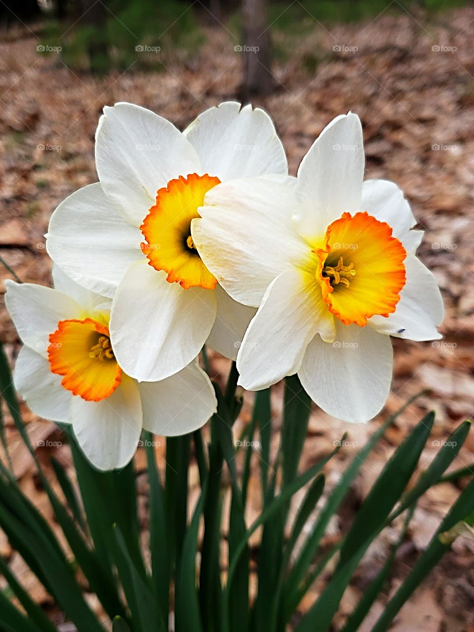 daffodils growing in the woods