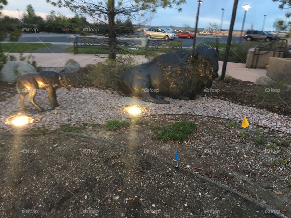 Buffalo statues