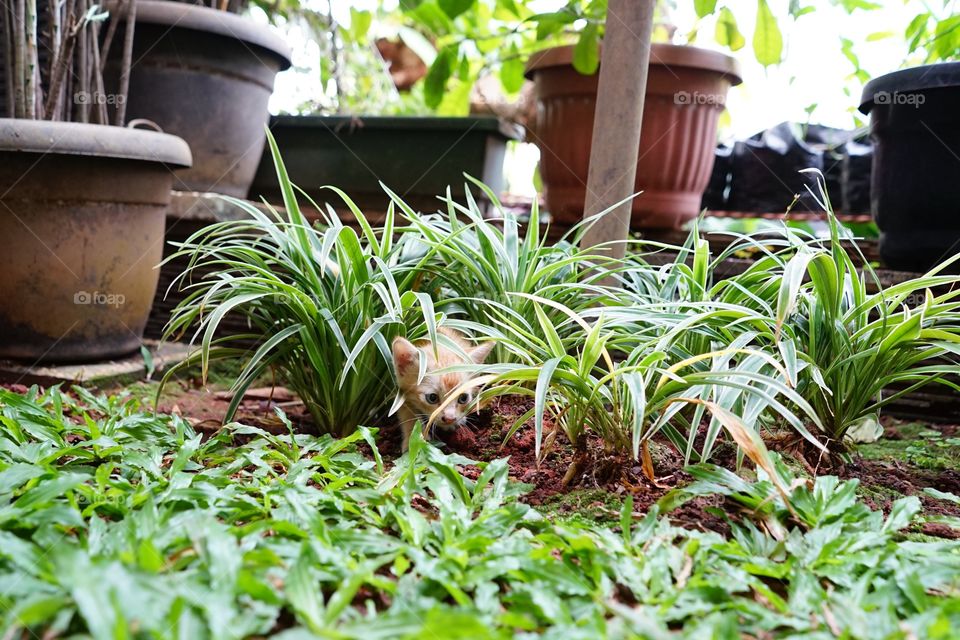 kitten playing hide and seek