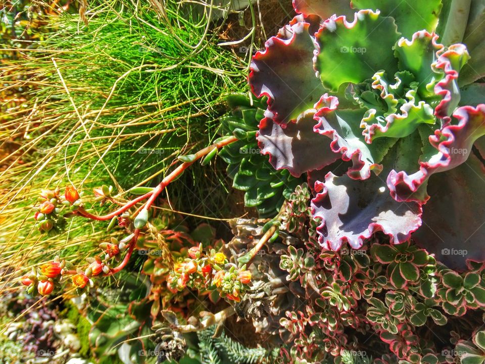 Succulent living wall