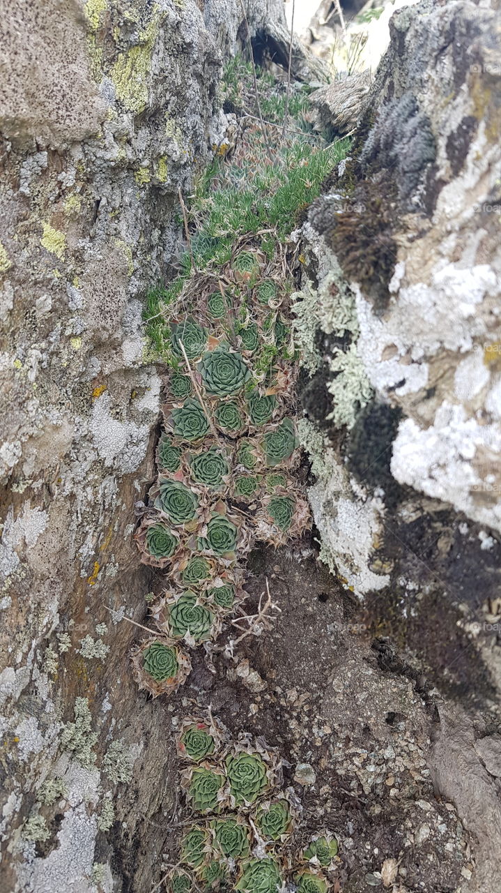 wild flowers at mount Olympus, Greece