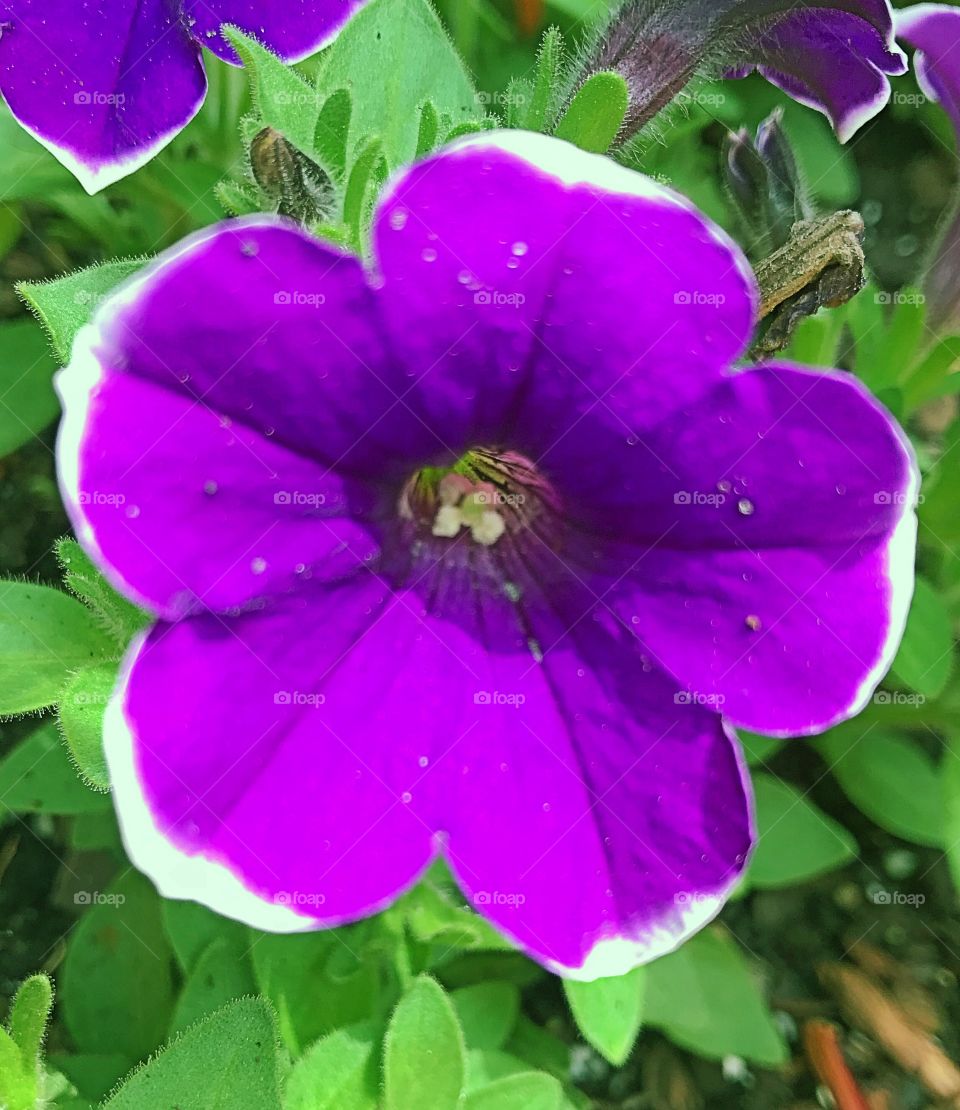 Purple flowers 