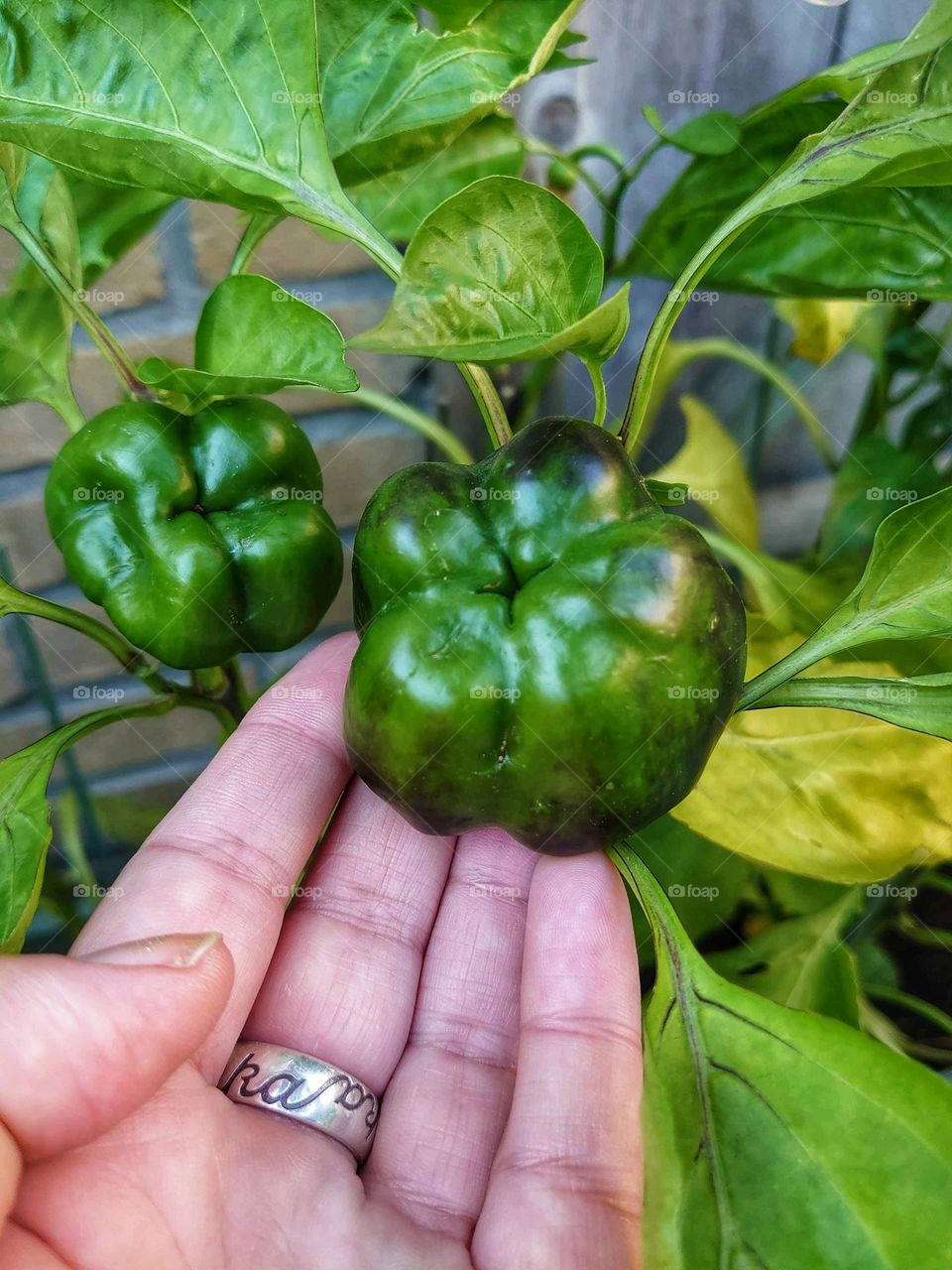 Bell pepper plant