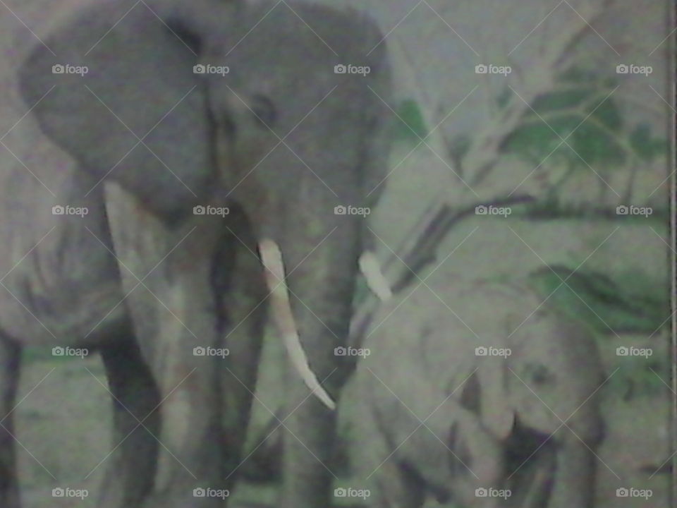 one of the big five animal